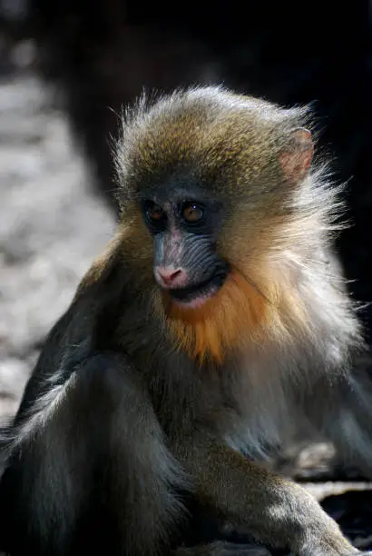A close up look at a baby mandrill monkey.