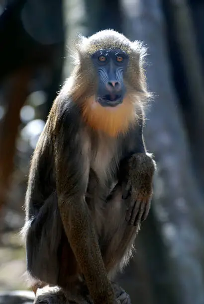 Cute mandrill monkey sitting on his haunches.