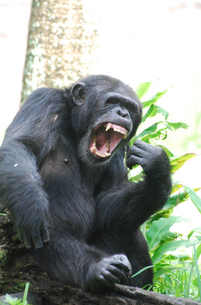 istock Large Chimpanzee Making a Ruckus 1314195939