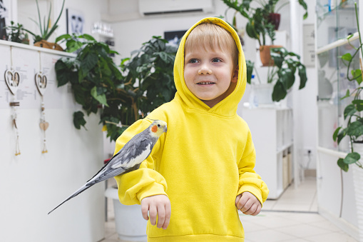 Child kid boy in bright yellow hooded sweatshirt, modern casual laughs and rejoices sitting on his hand gray huge big domestic cockatoo parrot.