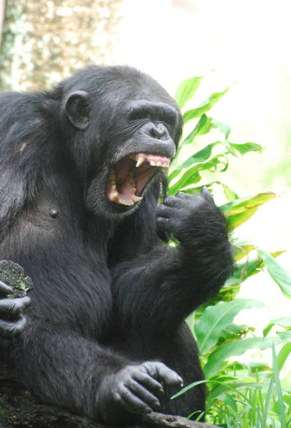istock Large Chimpanzee Making a Ruckus 1314195971