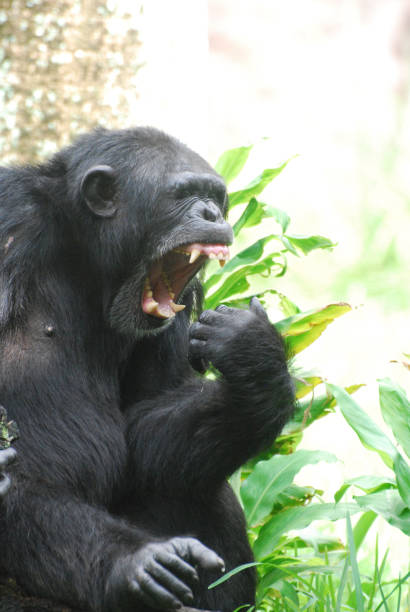 istock Large Chimpanzee Making a Ruckus 1314195983