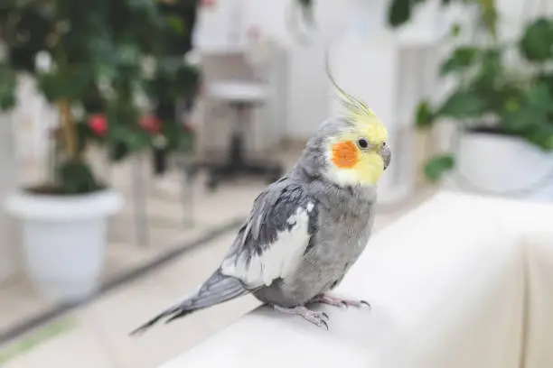 Photo of Large old gray and yellow parrot cockatoo with high bangs of feathers sits on side of furniture and looking into camera. Close-up.