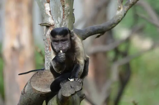 Really cute brown capuchin monkey snacking while he was sitting in a tree.