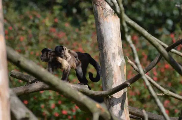 Baby tufted capuchin monkey clingining to it's mother while in a tree.