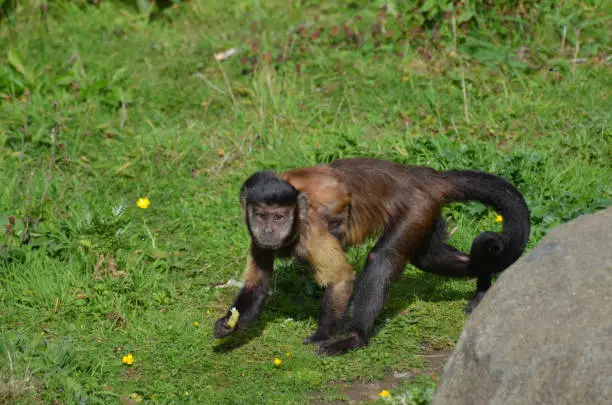 Really cute black capped capuchin monkey running through grass.