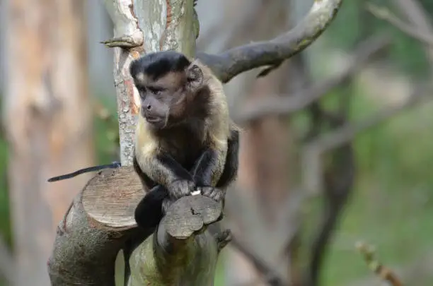 Tufted capuchin monkey with his mouth open sitting in a tree.