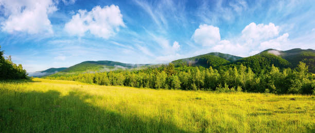 istock forest on the grassy meadow in the morning 1314196403