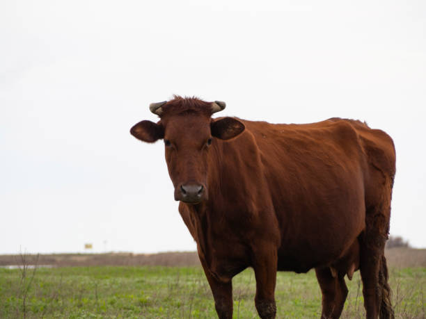 istock A happy brown cow in a green meadow. 1314199433