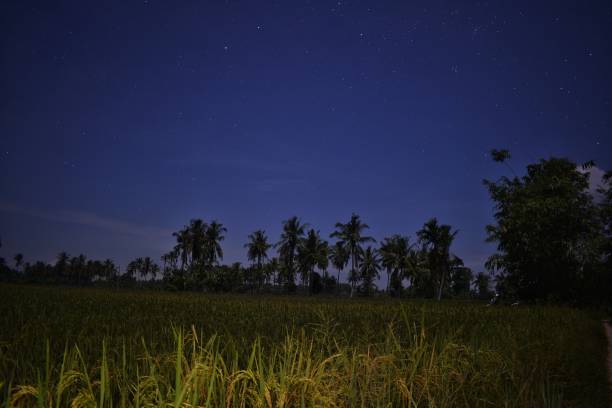 istock photographing stars in the middle of rice fields 1314199478