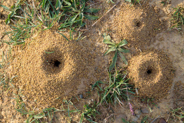 муравейник - anthill стоковые фото и изображения