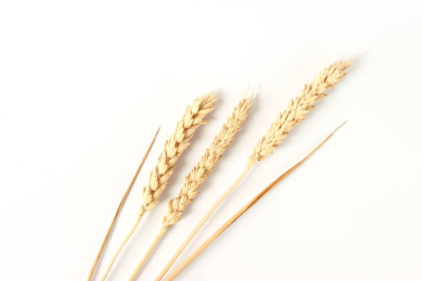 istock spikelets of wheat on a white background 1314200482