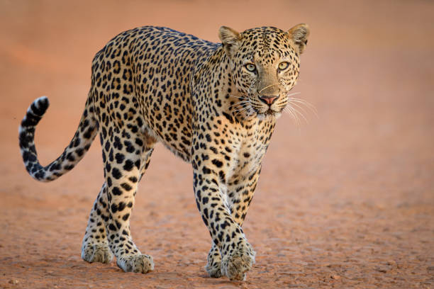 leopardo - panthers fotografías e imágenes de stock
