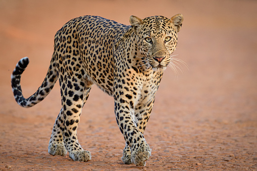 Portrait of leopard in the wild on safari track. Shot in Tadoba Tiger Reserve.