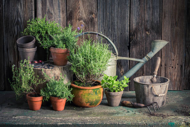 istock Green herbs in clay pots. Rustic garden in summer afternoon 1314204598