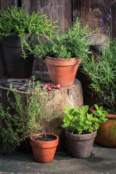 istock Rustic garden in summer afternoon. Herbs in old garden. 1314204728