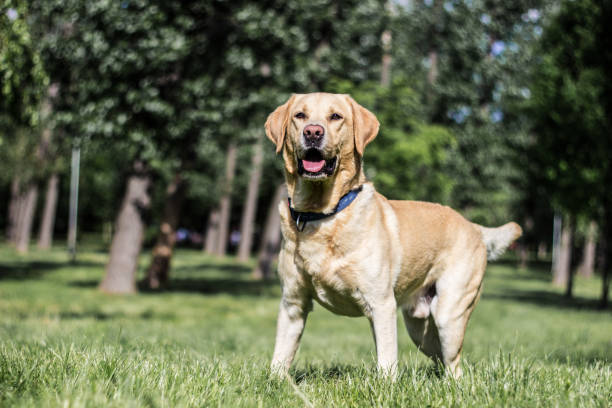 Smiling labrador dog in the city park stock photo