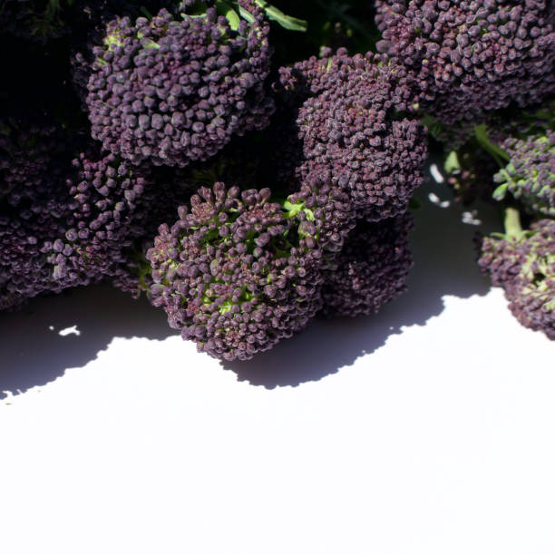 istock Purple sprouting broccoli heads against plain white background 1314205596