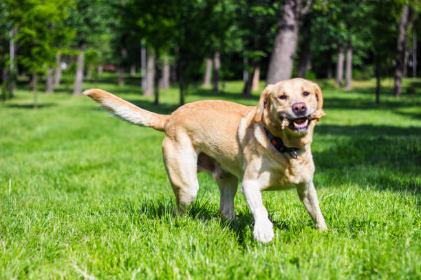 istock Cute labrador dog playing with a stick 1314205648