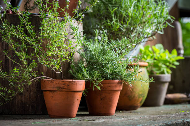 istock Ecological herbs in clay pots. Rustic garden in summer afternoon. 1314205732