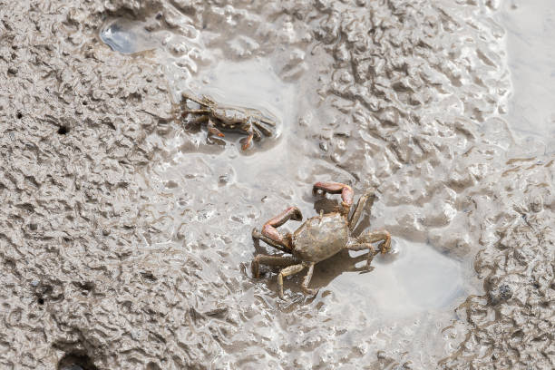 istock Sentinel crab - macrophthalmus erato 1314205776