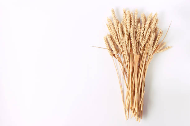 istock spikelets of wheat on a white background 1314206529
