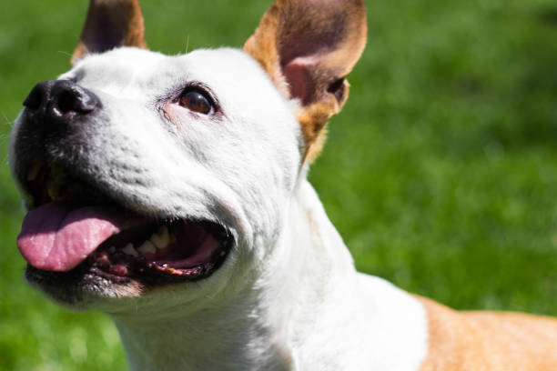 istock Happy Dog Portrait 1314206619
