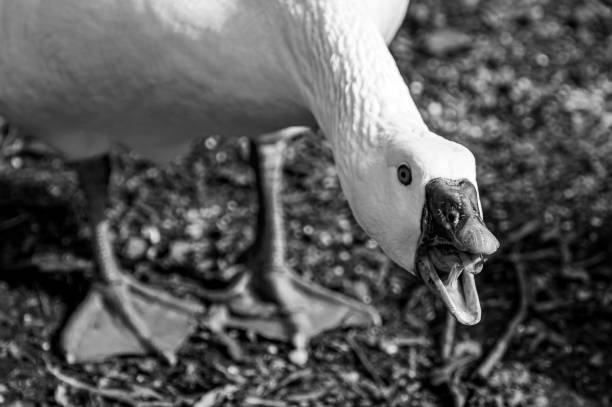 Angry, hissing white Embden Goose Angry, hissing white Embden Goose bar headed goose anser indicus stock pictures, royalty-free photos & images
