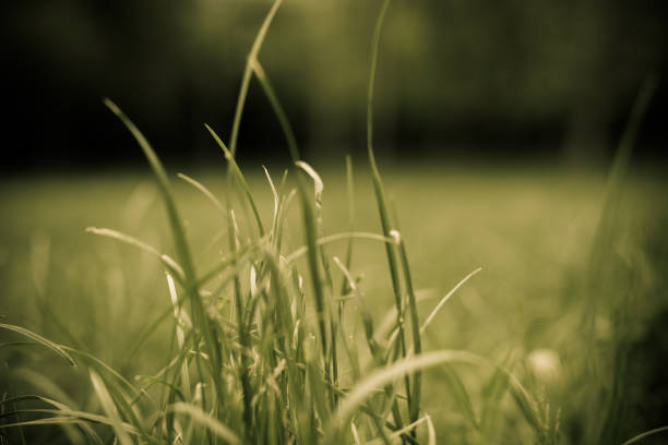 свежая трава на поле - leaf defocused dew focus on foreground стоковые фото и изображения