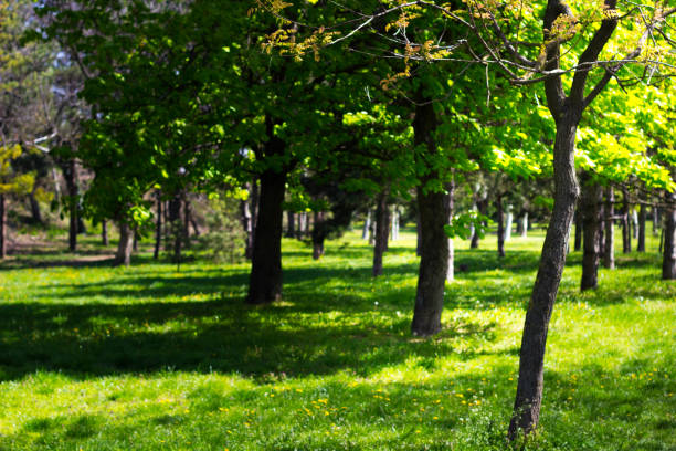 istock Summer in the park trees alley 1314208154