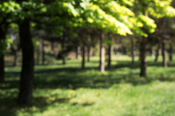 istock Summer in the park trees alley 1314208227