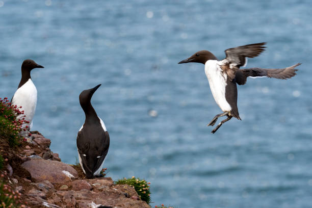 istock Guillemots (Uria aalge), Scotland 1314209004
