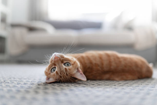 istock brown tabby cat with green eyes lying on the carpet. 1314210031