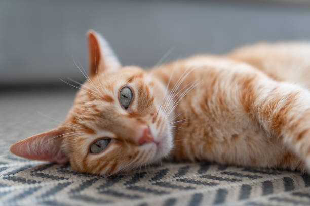 istock brown tabby cat with green eyes lying on the carpet. close up 1314210093