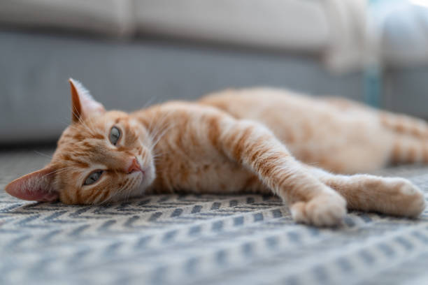 istock brown tabby cat with green eyes lying on the carpet. close up 1314210096