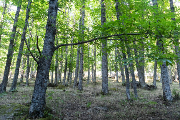 istock Centennial chestnut tree, The Tiemblo, Avila 1314210188