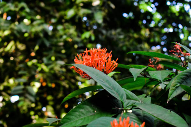 istock Saffron colored West indian jasmine flower with green leaves 1314210382