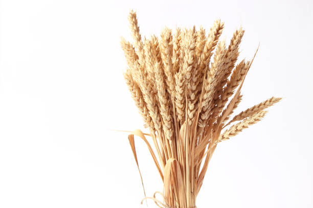 istock spikelets of wheat on a white background 1314211586