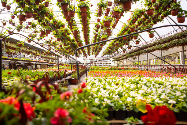 istock Potted plants on flower farm 1314211618