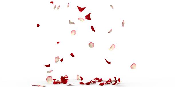 istock White and red rose petals fly and fall to the floor 1314212310