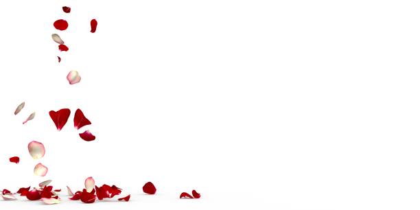 istock White and red rose petals fly and fall to the floor 1314212316