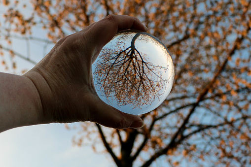 hand holds a glass ball up to a tree and this is reflected upside down in the ball