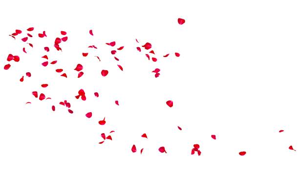 istock Rose petals fly along. Isolated white background. Festive flower preparation 1314212799