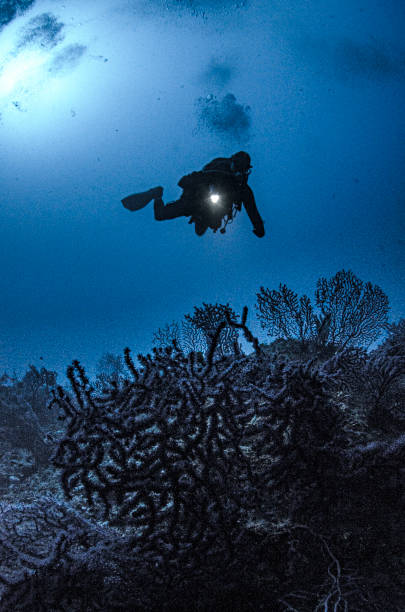 istock Mediterranean Marine Life 1314213506