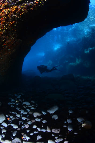 istock Mediterranean Marine Life 1314213518