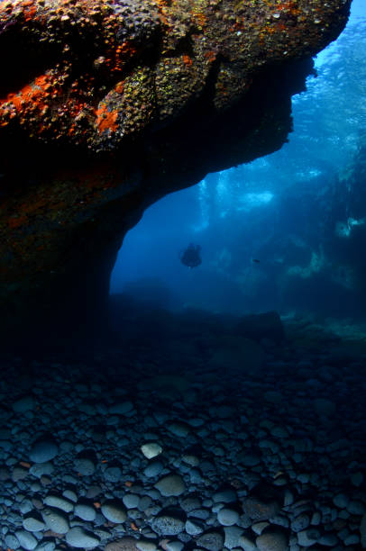 istock Mediterranean Marine Life 1314213519