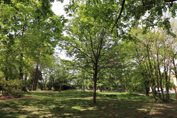istock Chambovet Park in Lyon Montchat 1314213922