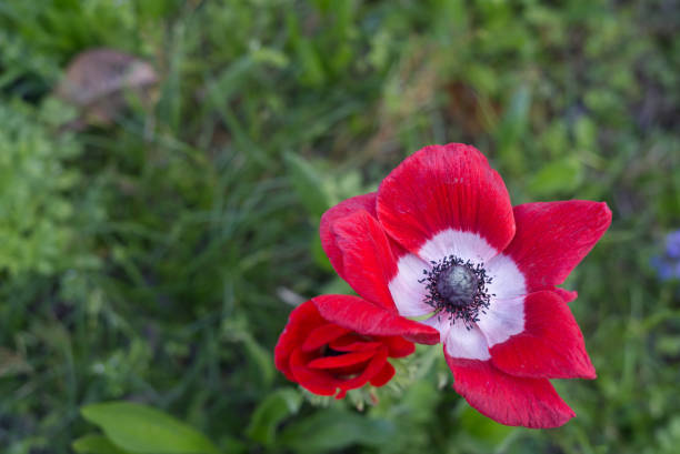 Beautiful red flower on the blurred background.