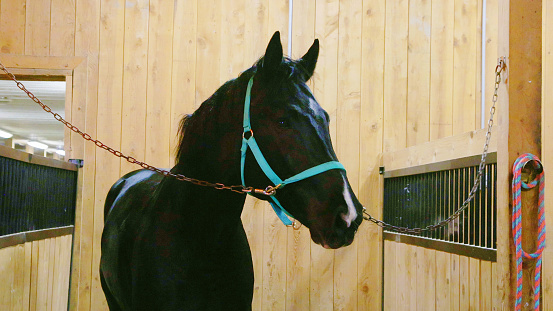 Young thoroughbred horse chained in the cleaning and set up stall at an equestrian stable. He looks at the camera softly.