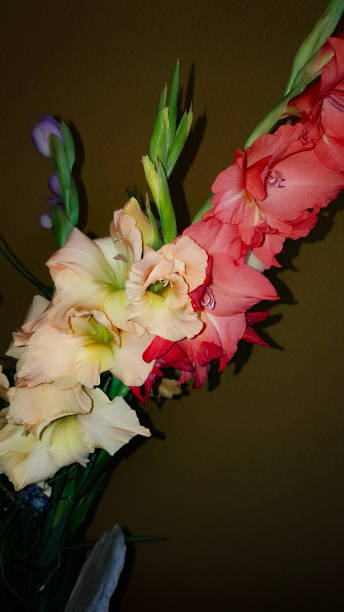 istock Yellow and red gladiolus 1314219632